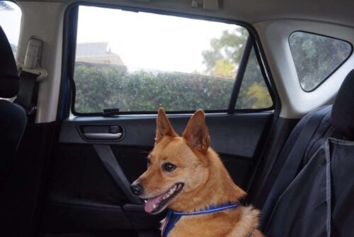 Mazda 3 Hatchback 2nd Generation Car Rear Window Shades (BL; 2009-2013) - Image 2